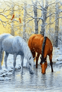 Horses Mymemories GIF