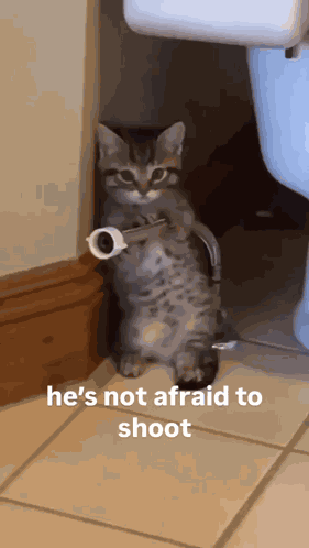 Hose Cat Aim Cat GIF