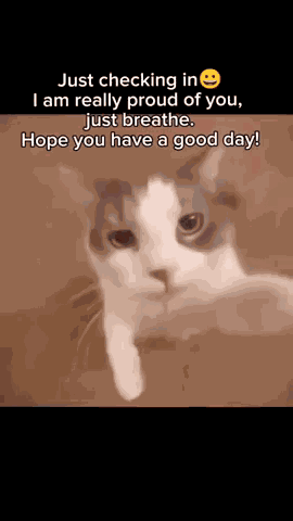 How Are You How Are You Doing GIF
