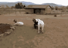 How Do I Steer This Thing? GIF