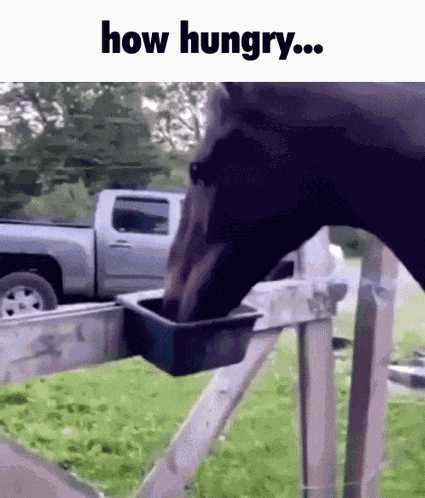 How Hungry Horse GIF