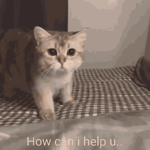 How May I How Can I GIF
