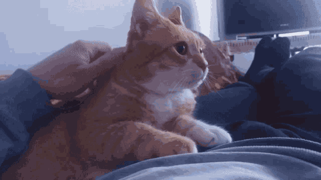 How To Show Affection To Your Cat GIF