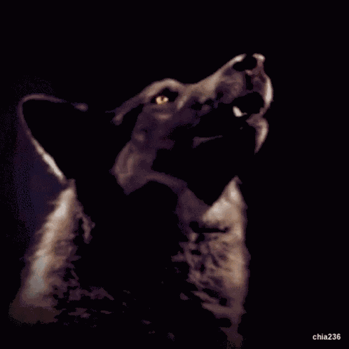 Howling Howl At The Moon GIF
