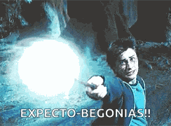 Hp Harry Potter GIF