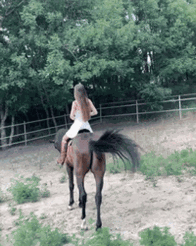 Hrs Scalopendra GIF