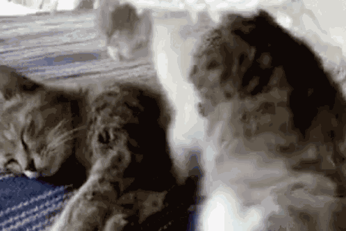 Hug Cat GIF
