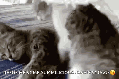 Hug Cat GIF