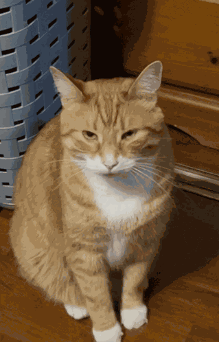 Hugo Cat GIF