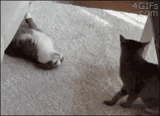 Hugs Cats GIF