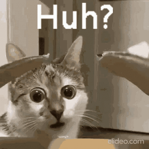 Huh Cat GIF