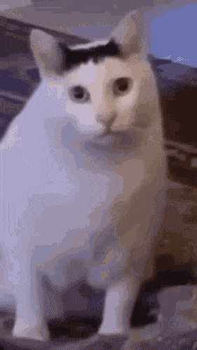 Huh Cat Funny GIF
