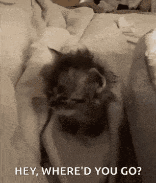 Huh Cat GIF