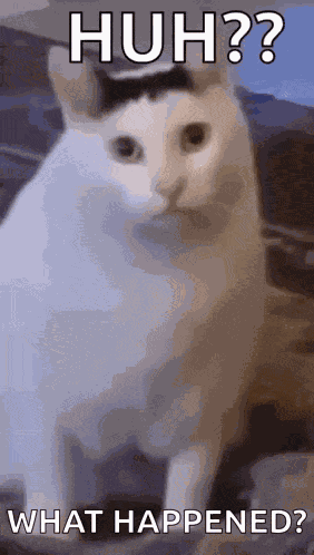 Huh Cat Huh M4rtin GIF