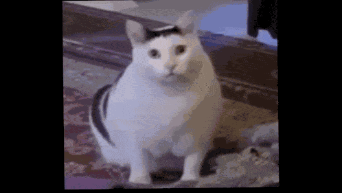 Huh Cat Huh Slow GIF