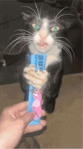 Huh Cat Meme