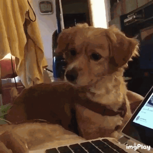 Huh Dog GIF