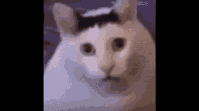 Huh Huh Cat GIF