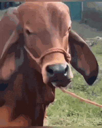 Huh Huh Cow GIF