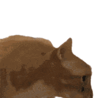 Huh Marmalade Sticker