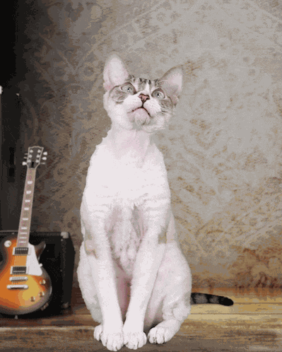 Huh What Cat Devon Rex Confused Funny Cute Confusion GIF