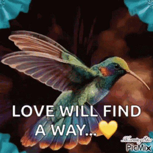 Humming Bird Love Will Find A Way GIF