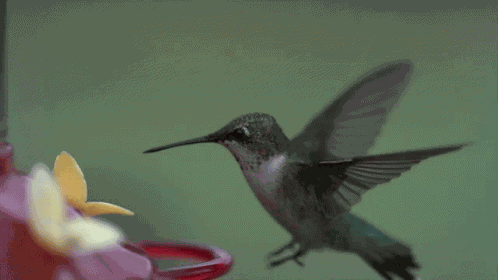 Hummingbird GIF