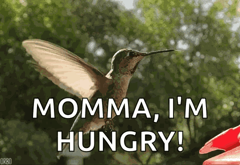 Hummingbird GIF
