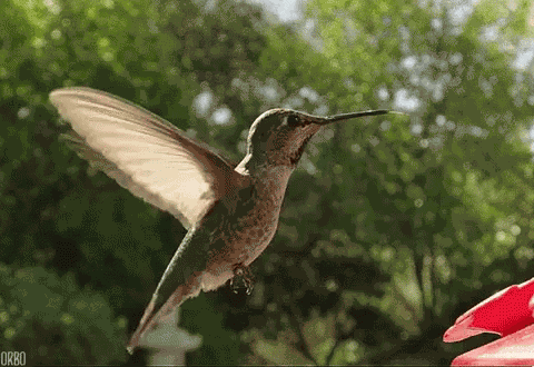 Hummingbird GIF