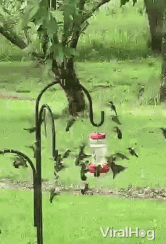 Hummingbird Viralhog GIF