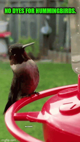Hummingbirds Summertime GIF