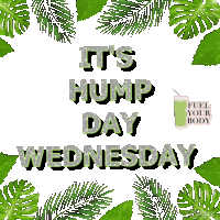 Hump Day Wednesday Sticker