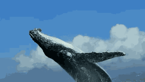 Humpback Whale Onthe12thfloor GIF