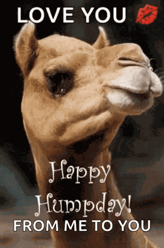 Humpday Happy GIF