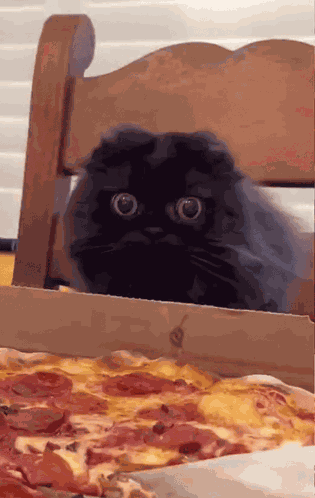 Hungry Cat Tasty Pizza GIF