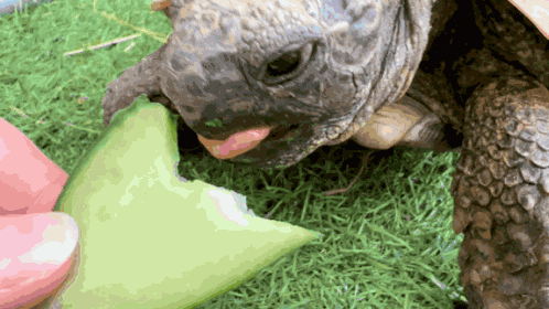 Hungry Hungry Turtle GIF