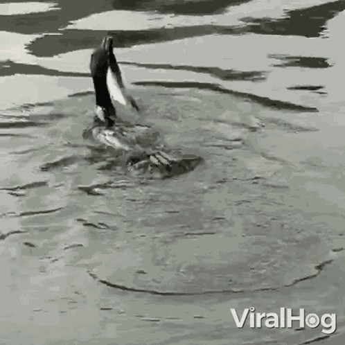 Hunting Snake Duck GIF