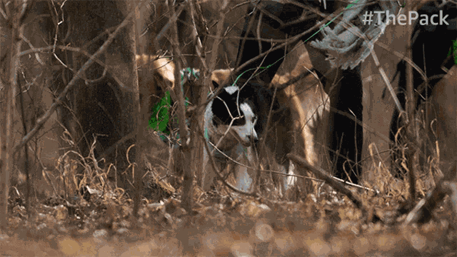 Hunting The Pack GIF