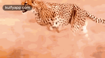Hunting.Gif GIF