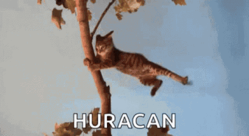 Hurricane Dorian Strong Wind GIF