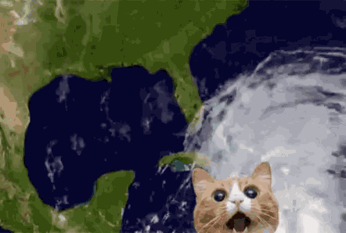 Hurricane Party Hurricane Florence GIF