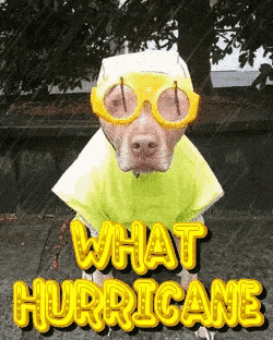 Hurricane Party Hurricane Winds GIF