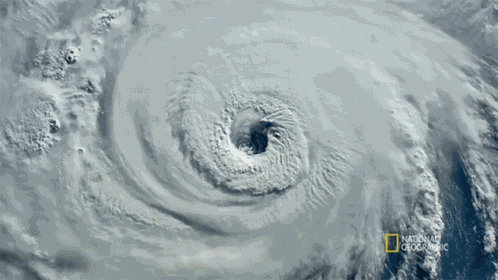 Hurricane Seagrass And The Ecosystem GIF