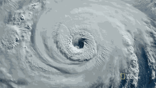 Hurricane Seagrass And The Ecosystem GIF