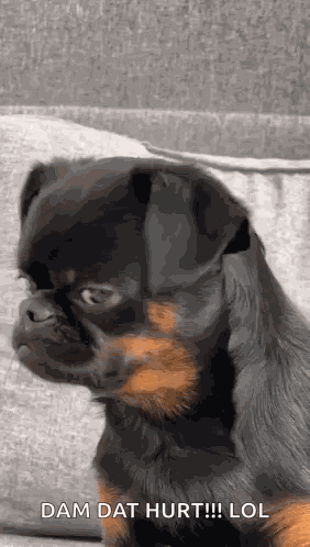 Hurt Dog GIF