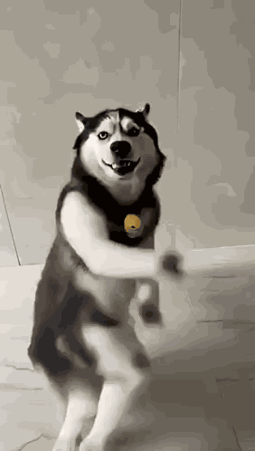 Husky Dance Dog Dance GIF