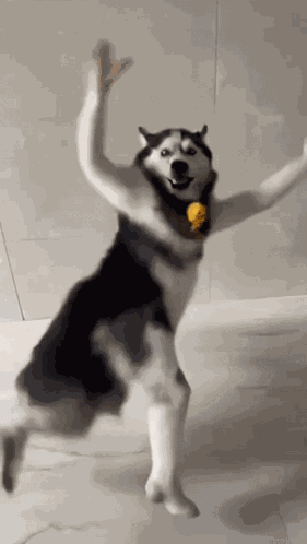 Husky Dancing Husky Tamil Dancing GIF