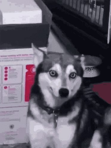 Husky Holding Back Husky Trying Not To Sneeze GIF