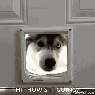 Husky Huskies GIF