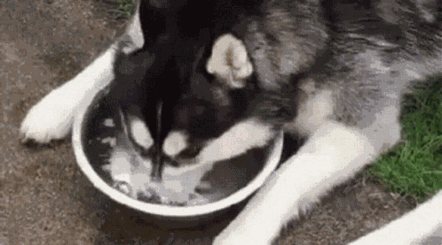 Husky Juo Vettäemppu Antto Santtu Sally Iina Kauhukallo GIF